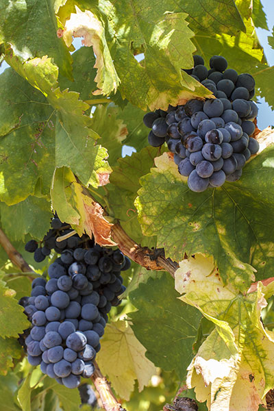 Grappoli di Cannonau, il vitigno autoctono della Sardegna e di Mamoiada in particolare 
