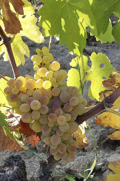 Granazza, questo vitigno tipico di Mamoiada esiste anche in altre regioni