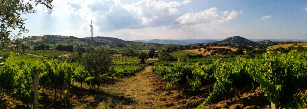 #cantinacanneddu #mamoiada #terroir #territorio #cannonau #granazza #winestory #wineteller #familywinery #winetaste #winelovers #redwines #whitewine 